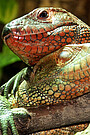 Northern Caiman lizard