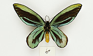Königin-Alexandra-Vogelflügler (männliches Exemplar)