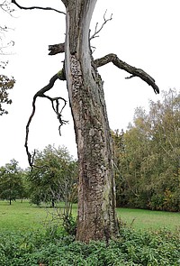 Bild 8: Diese Eiche ist bereits abgestorben. Fraßgänge überziehen den Stamm- Foto von N. Wehner