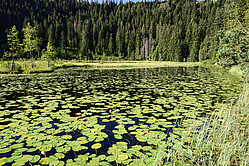 Lebensraum der Wasserspinnen