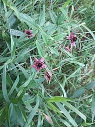 Dunkelrote Blüten des Sumpf-Blutauges