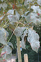 Parasite: Horse chestnut powdery mildew Erysiphe flexuosa