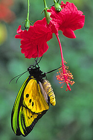 bird-wing butterfly <i>Ornithoptera goliath</i> in Papua Neu Guinea