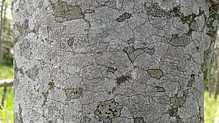 Vier verschiedene Flechtenarten an der Rinde einer lebenden Esche in St. Johann. Von der Wuchsform sind es Krustenflechten. Auf der Oberfläche sitzen die kreisrunden Brutkörper - Foto J. Simmel