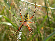 Einheimische Wespenspinne (Argiope bruennichi)