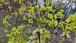 Bild 3: 31.03.2021 - 1 = Geöffnete Blüte; 2 = Zusammengefaltetes Blatt; Auch am Blütenstand befinden sich Blätter, die hier noch eng anliegen. Sie sind sehr dünn, weich und in frühen Stadien am Stiel weich behaart - Foto N. Wehner