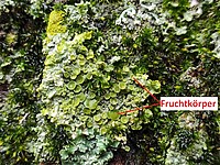 Bild 1: Die Gewöhnliche Gelbflechte (Xanthoria parietina) mit Fruchtkörpern des Pilzes. Die Alge erscheint im nassen Zustand gelb und weiß (wie im Bild teilweise grünlich). Im Trockenen überwiegend gelb  - Foto von N. Wehner