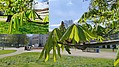 Bild 7: 14.04.2021 - Bei diesem Trieb sprießen nicht nur zwei (Bild 1 bis 5), sondern fünf handförmige Blätter aus der Knospe. Die fleischigen grün/braunen Knospenschuppen sind fast vollständig von den Blättern verdeckt - Foto N. Wehner