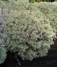 Bild 2: Die Echte Rentierflechte (Cladonia rangiferina) bildet verzweige Triebe, die an die Struktur von Korallen erinnern. Sie ist reich an Kohlenhydraten - Foto von J. Simmel